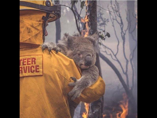 Help Australia! Help animals!