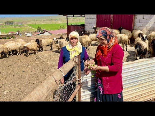 KÖY HAYATI NENEM'İN KÖY EVİ | ŞİFA DOLU TOPRAK YEMEĞİ ÇOBAN HAYATI