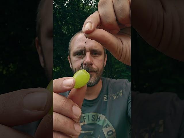 grapes vs. grass #carp lets try! #wedkarstvo #fishing #carprig #angeln #pesca #peche #carpfishing