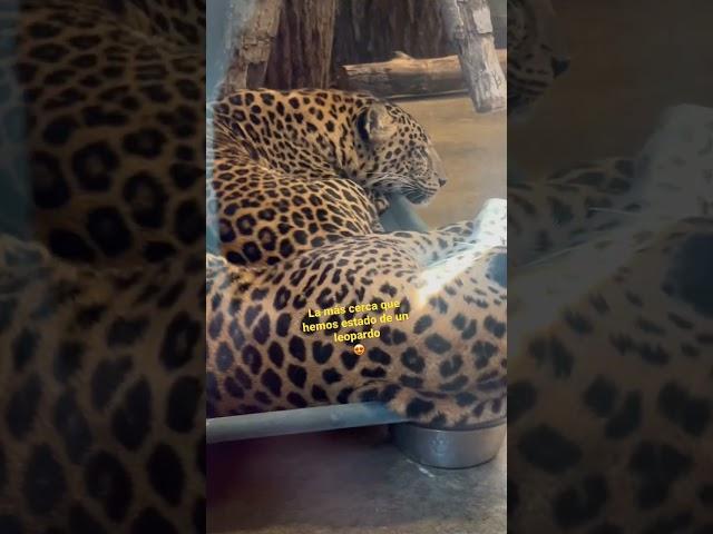 Leopardos en Columbus Zoo https://youtu.be/YmpBQj1lGX0