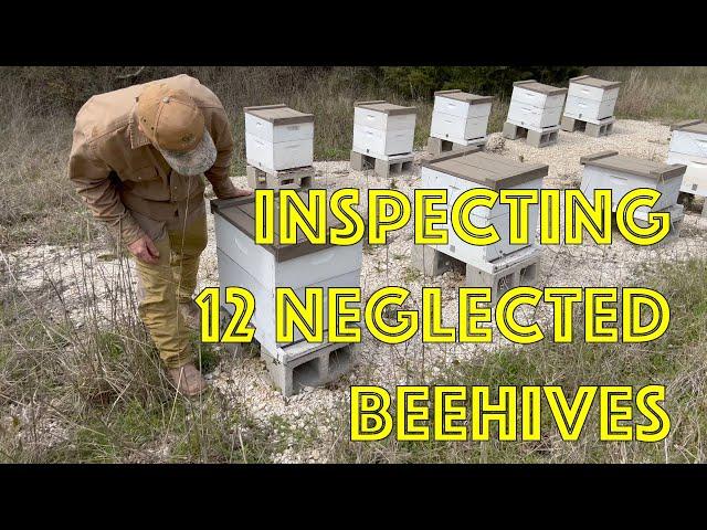 Unwrapping 12 Neglected Beehives - First inspection since? - How are the Honey Bees?