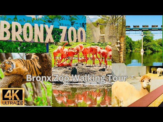 Exploring the Bronx Zoo 2023: A 4K Walking Tour on a Free Admission Day