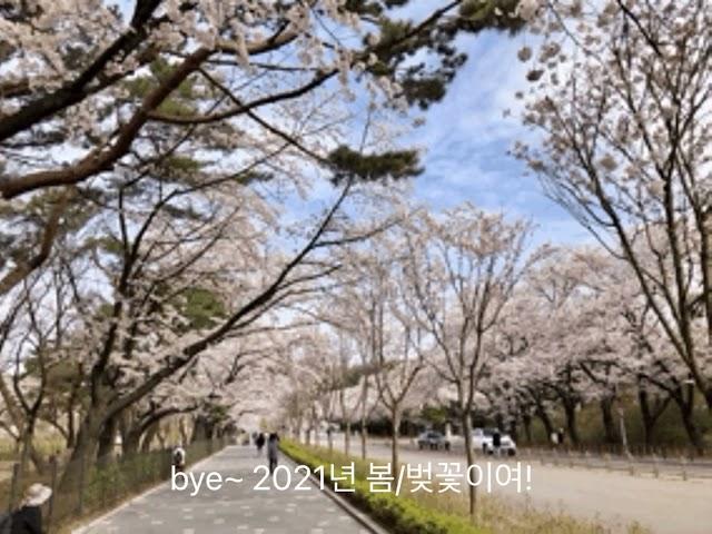 2021-봄 벚꽃도 bye~ 벚꽃 만개!! 캘리그라피 잠시 쉬어 가자