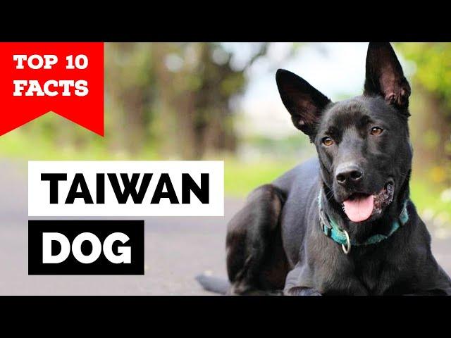 Taiwan Dog - Top 10 Facts (Formosan Mountain Dog)