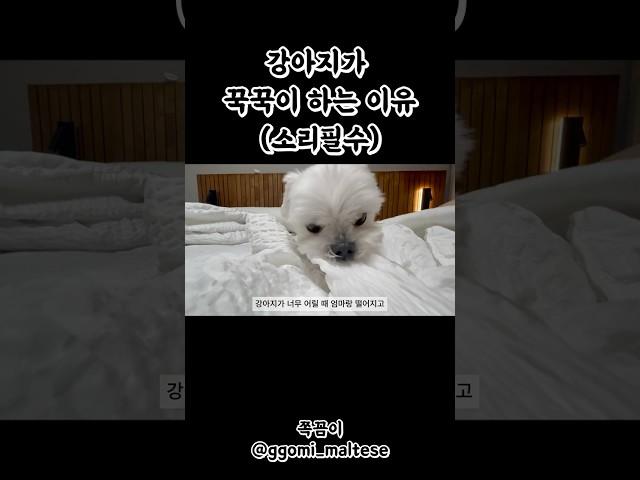 #꾹꾹이 하는 #이유 알고 맴찢...ㅠ