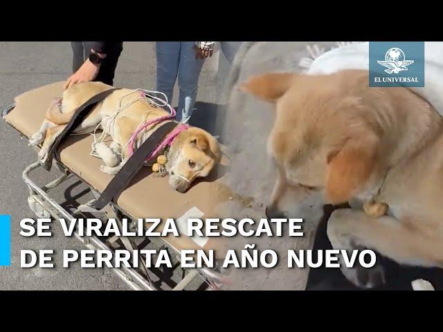 Arrancan 2025 con rescate a una perrita; piden apoyo para que se recupere