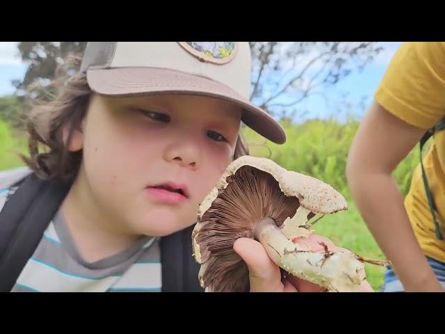 Hawaii Edible Mushroom Foraging - Almond Agaricus