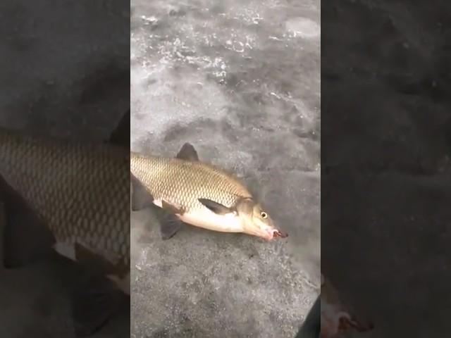 Лучшая мормышка на леща #icefishing #зимняяловля #лещнамормышку