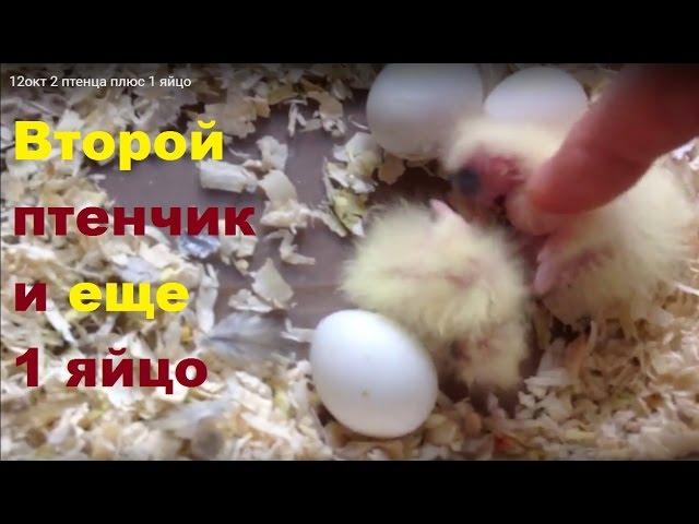 Птенцы 1и2дня. Беспокойное поведение кореллы перед снесением яйца. Разведение 2-сезон