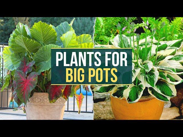 10 Best Plants ideas to Grow in Big Pots  Planting Large Containers 