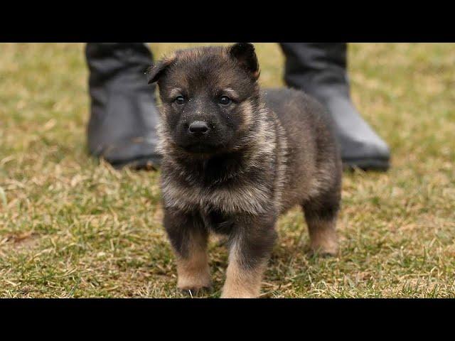 Sable German shepherd color transformation