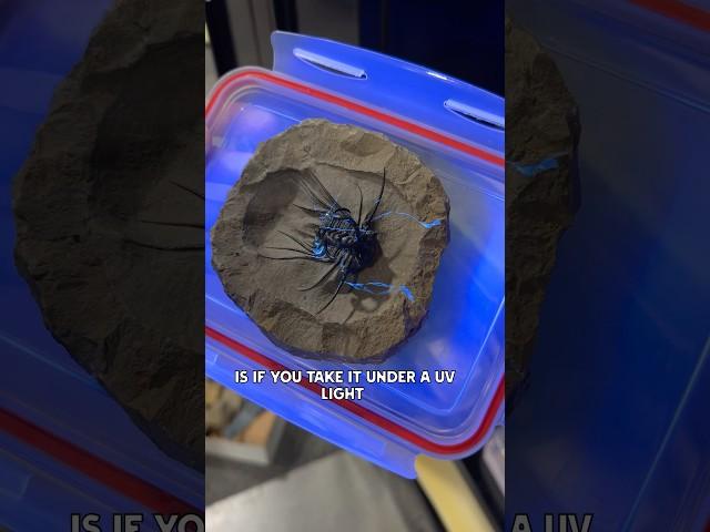 30 hours to LOOK like this ￼￼￼#trilobite #fossils #earthscience #geology #rockhound