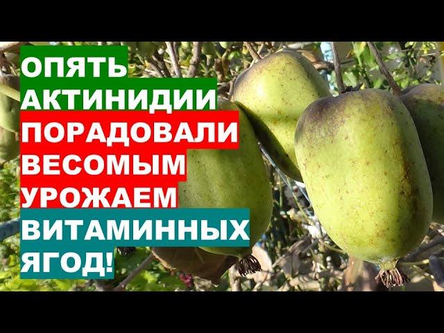 В ЧЕМ СЕКРЕТ получения богатого урожая ягод актинидии?