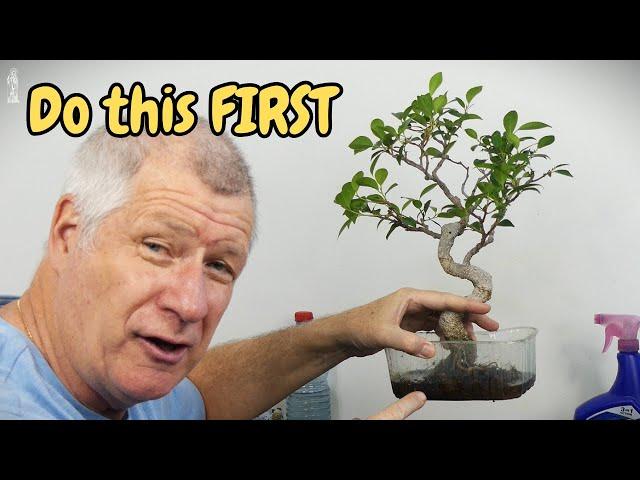 5 EASY Tips for Growing Healthy Bonsai Indoors...