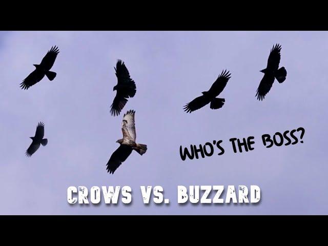 Murder Of Crows Chasing Bird Of Prey / Crows Mobbing Buzzard