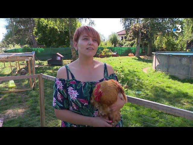 Chant du coq : à Fontaine près de Belfort, deux coqs dérangent certains voisins