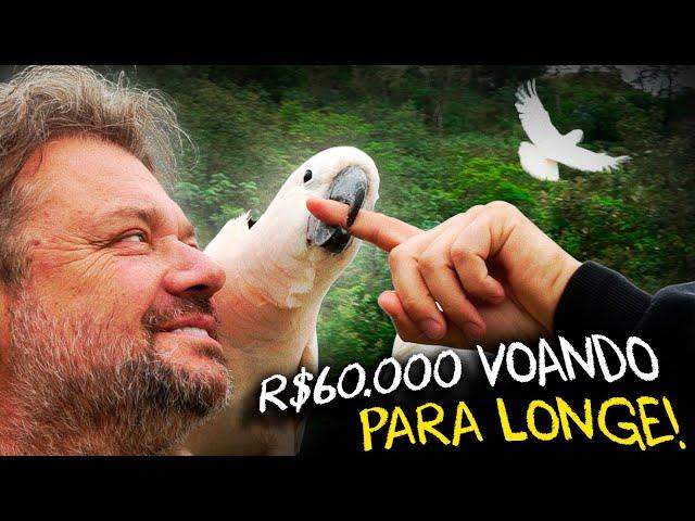 CACATUAS SOLTAS: ANIMAIS DE R$60.000 VOANDO LIVRE!