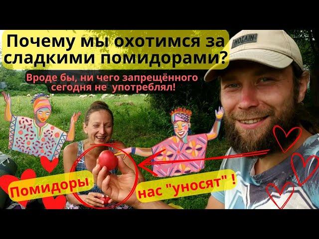 Почему мы охотимся за сладкими помидорами? Хочешь с нами? Грузия