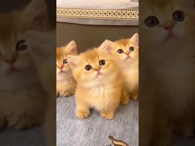 Cat videos cute cats kittens 