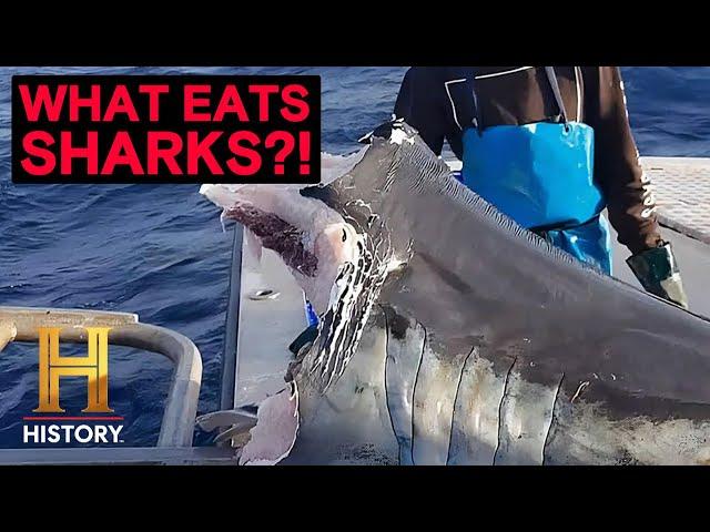 The UnXplained: Deep Sea Monster Bites Shark in Half! (Season 6)