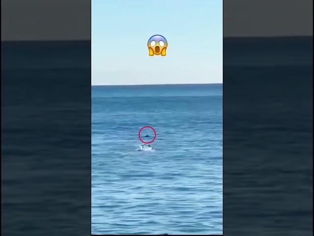 Apparent Suspicious Shark Coming - By bsmr04
