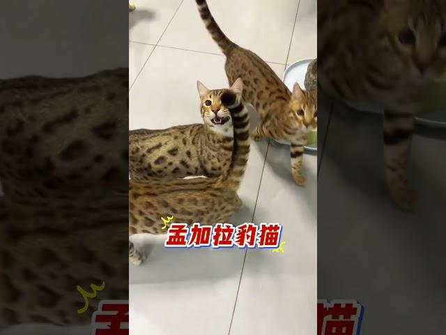 4种养了会坐牢的猫！第3种太刑了   #新手养猫﻿ ﻿#养猫经验分享﻿ ﻿#猫咪冷知识﻿ ﻿#狞猫﻿ ﻿#豹猫﻿ ﻿#兔狲﻿ ﻿#禁养猫咪  #cat #貓咪 #萌寵