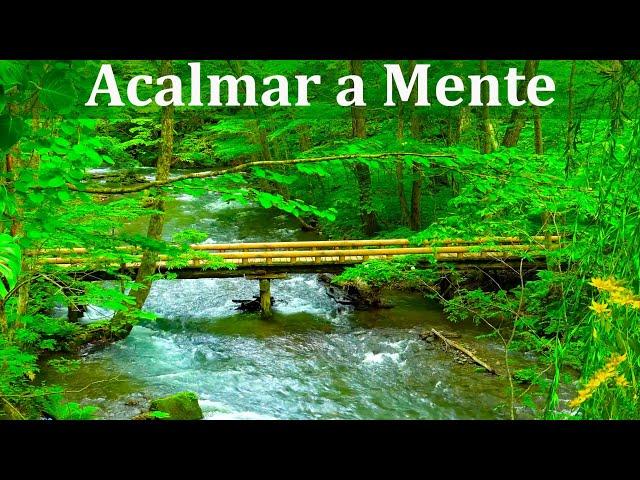 Música para Meditar e Relaxar com Sons de Riacho e Natureza - Acalmar os Pensamentos