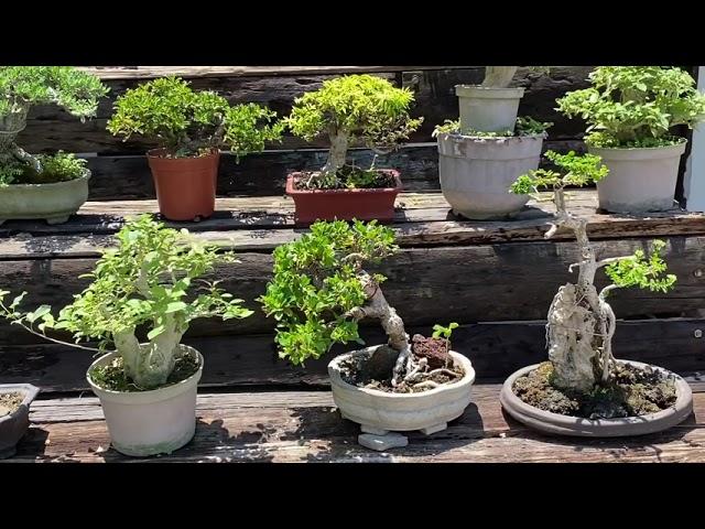 Small bonsai collection #bonsai #mame