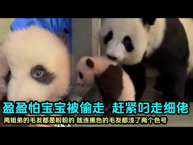 11月11日 盈盈怕宝宝被偷走，连奶爸奶妈也防着，把弟弟叼走了#panda #판다 #大熊猫 #大熊猫盈盈 #大熊猫乐乐