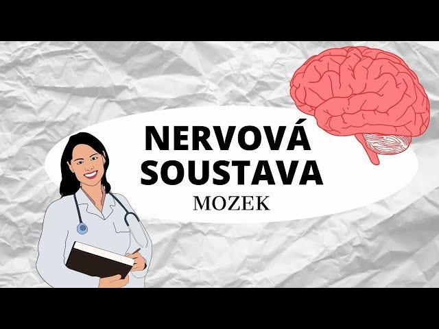 NERVOVÁ SOUSTAVA - Mozek