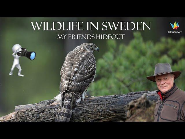 WILDLIFE PHOTOGRAPHY IN SWEDEN - Birds of Prey.- Bird photography in my friends hideout.