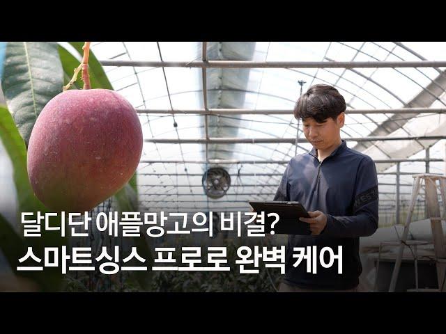 Apple Mango Farm Got a Smart Makeover! (Feat. SmartThings Pro)