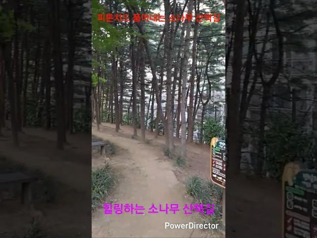 피톤치드 품어내는 소나무 산책길 힐링하는 소나무 건강 산책길 나 자신을 찾는 기회