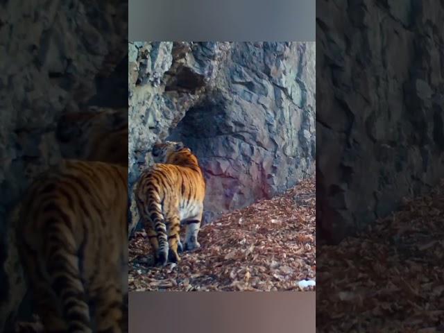 Massive Siberian Tigress #wildlife #tigress #siberiantiger #animals #tiger #wildtiger #tigreal