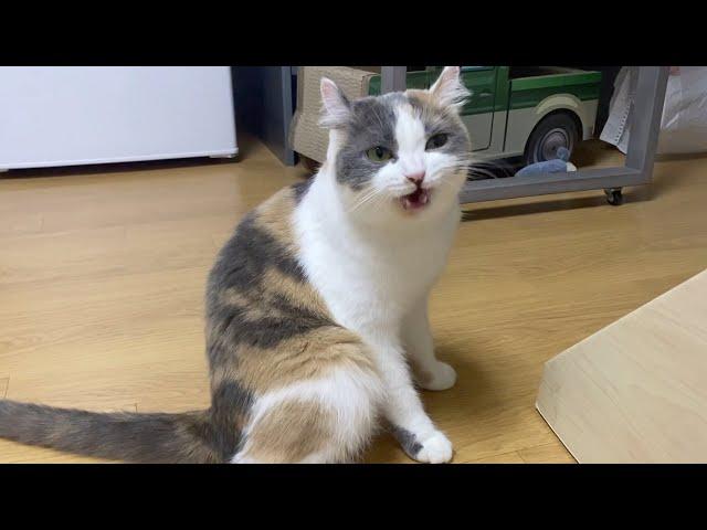 ※Very Talkative※ Zzon's answering ㅣBabbler cat