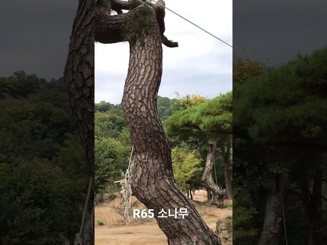 R65 소나무 가부리형 특수목 010-9315-8804