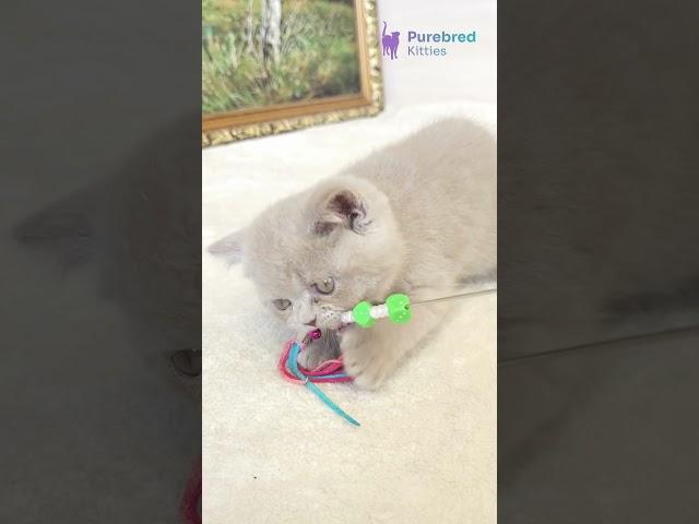 Adopt Sashka – Rare Lilac British Shorthair Kitten  Plush Fur & Copper Eyes! #kitten #cat #cutecat
