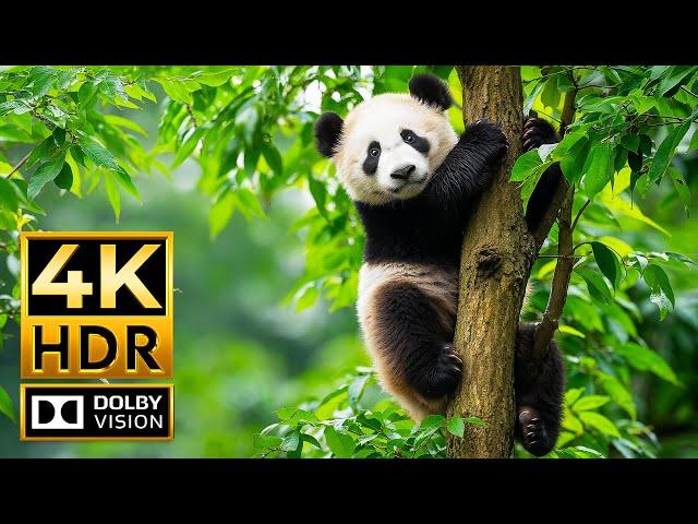 RARE ANIMALS ON EARTH 4K HDR | with Cinematic Sound (Colorful Animal Life)