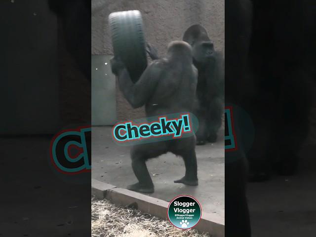 Cheeky Youngster - Throwing Tyre At Silverback