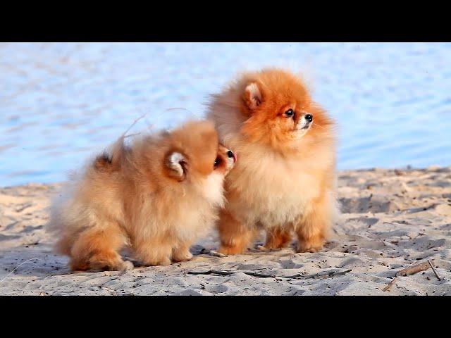 Pomeranian dog / Pomeranian with pomeranian puppy.