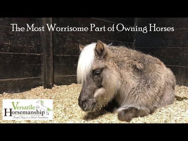 The Most Worrisome Part Of Owning Horses... Sick pony, Part 1 //   Versatile Horsemanship