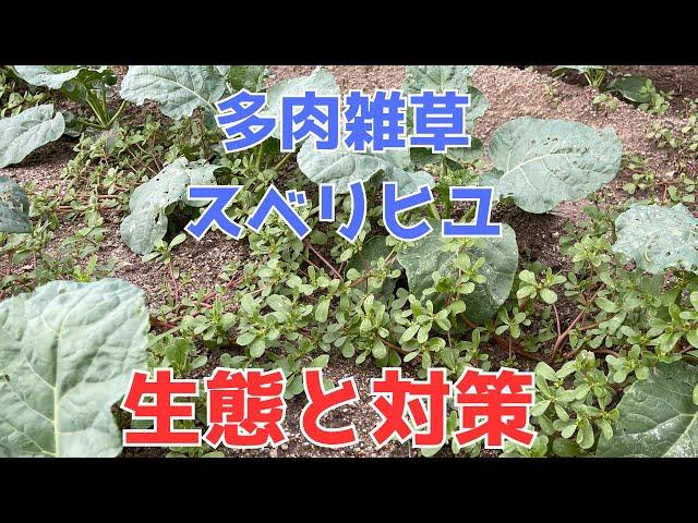 乾燥に強く、夏に多い、多肉雑草スベリヒユの生態と対策