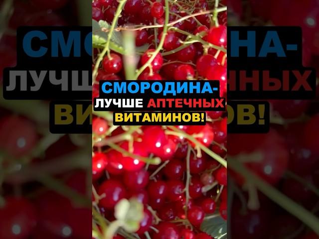 Смородина - лучше аптечных витаминов! #смородина #ягоды #здоровье #рецепты #похудение #еда #пп