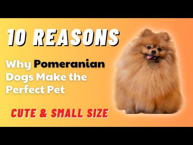 Top 10 Reasons Why Pomeranian Dogs Make the Perfect Pet