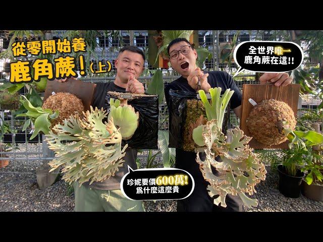 【從零開始養】鹿角蕨(上)18種鹿角蕨介紹!珍妮為何600萬?全世界唯一鹿角蕨在這!【許伯簡芝】