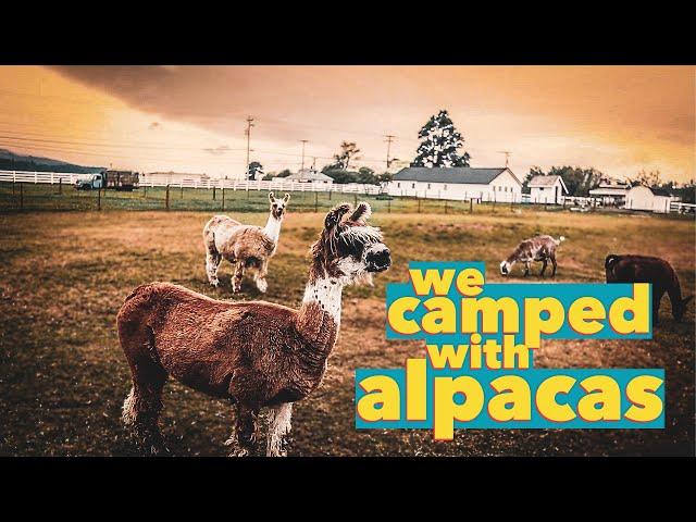 CAMPING with ALPACAS in Tillamook, Oregon!