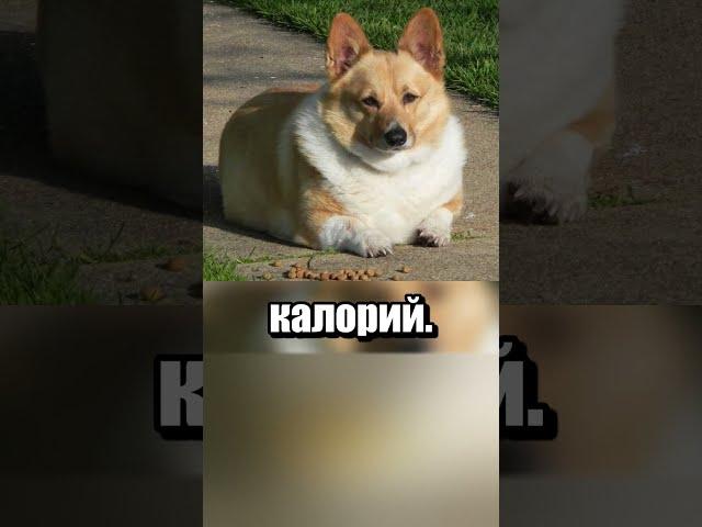 Корги борется с лишним весом