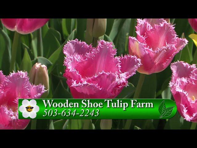 Wooden Shoe Tulip Update