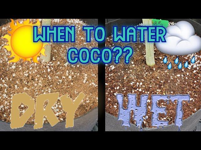 How to Water Coco Coir, When to Water - Small & Large Pots