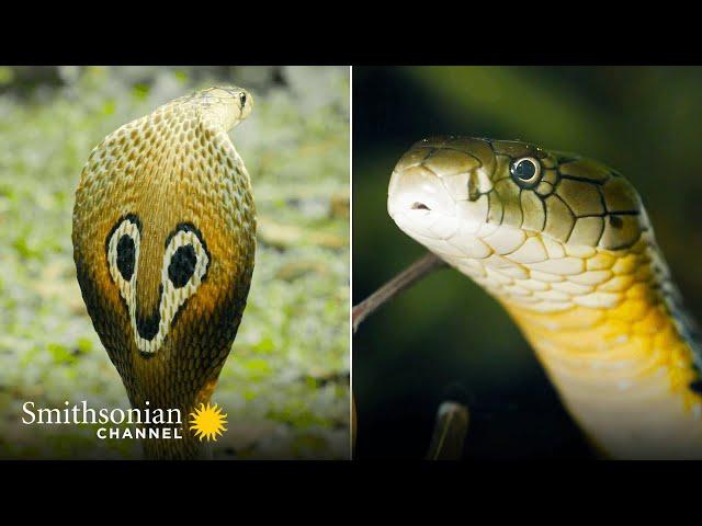 Gruesome: A Female King Cobra Eats Another Snake  Into the Wild India | Smithsonian Channel